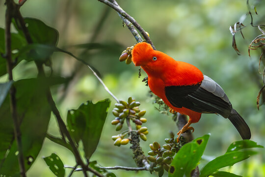 Andean Cock-of-the-rock (Rupicola peruvianus