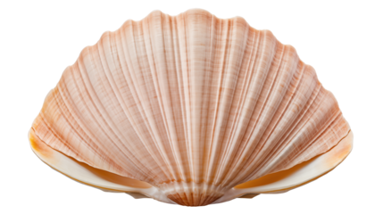 Close up shot of a seashell with a ribbed textured surface