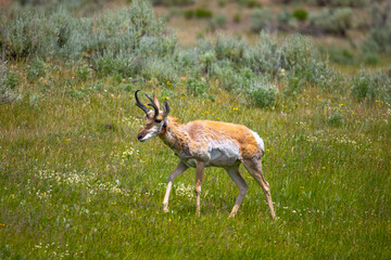Pronghorn in Yellowstone National Park