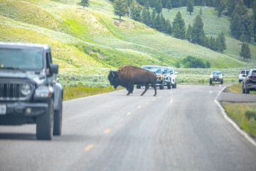 Bison jam in Yellowstone National Park