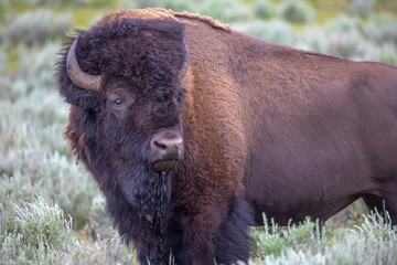 Bison in Yellowstone National Park