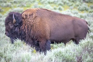 Bison in Yellowstone National Park