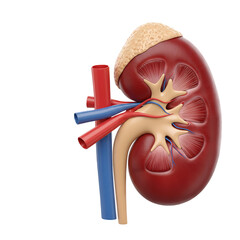 A 3D render of a human kidney in cross-section with the adrenal gland, isolated on a transparent background.