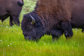 Bison in Yellowstone National Park