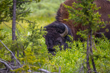 Bison in Yellowstone National Park