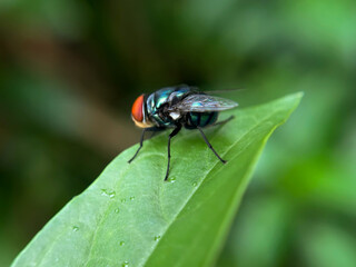 A macro view of big dark green fly on natural growing grass. A big asian fly on the green grass