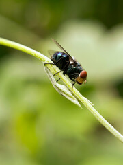 A big asian fly on the green grass macro close up view. A big dark green fly on natural growing grass