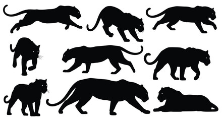 Black Panther Silhouettes Collection Featuring Wild Cats in Various Poses on White Background Vector Illustration
