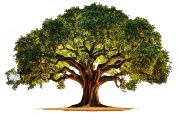 Majestic tree with wide canopy and lush green leaves stands prominently, showcasing its strong branches and vibrant foliage. This natural wonder evokes sense of tranquility and connection to