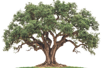 Fototapeta premium Large green tree with expansive branches and lush leaves stands prominently, showcasing its natural beauty and strength. This majestic tree evokes sense of tranquility and connection to nature