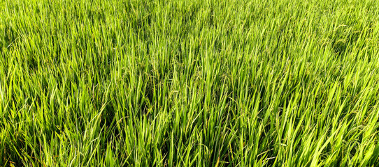 green grass background