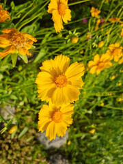 Golden-Wave flower on nature background