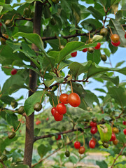 Ripe Autumn Olive Berries (Elaeagnus Umbellata) growing on a branch . oleaster