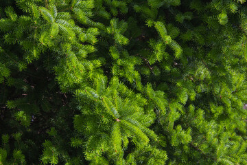 This is a close-up of a fir tree. © binimin