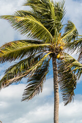 Fototapeta premium Coconut Palm Tree Against Blue Sky in the Florida Keys