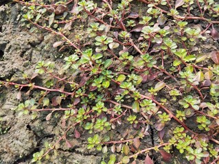 Common purslane plant (Common Purslane) in outdoor garden 