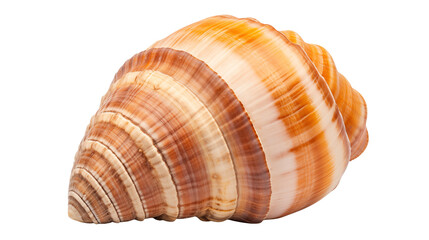 Close up of a seashell with orange and white striped pattern