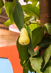 pear on the tree