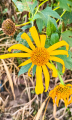 yellow flower in the garden