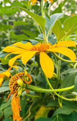 yellow flower in the garden