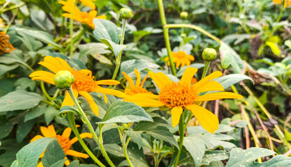 yellow flower in the garden