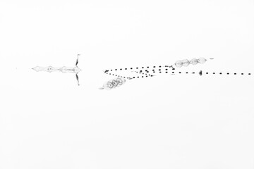 Cranes waiting for food.