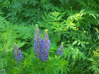 Lupinus polyphyllus or large-leaved lupine with purple flowers on green background