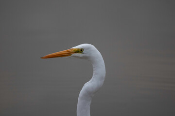 swan
