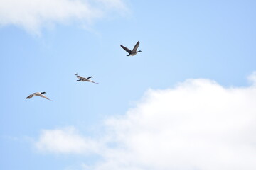 Geese in Flight