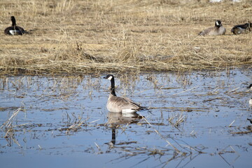 Geese in Shallow Water