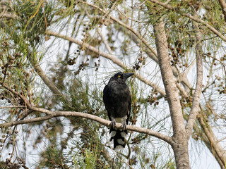 Pied Currawong (Strepera graculina) perched in a she-oak tree.
