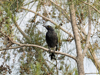 Pied Currawong (Strepera graculina) perched in a she-oak tree.