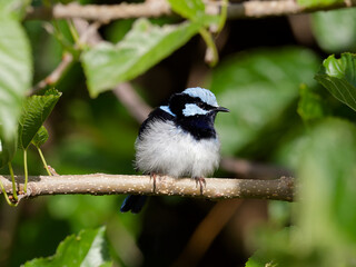 Male Superb Fairywren (Malurus cyaneus) perched on a branch surrounded by a green leaf background