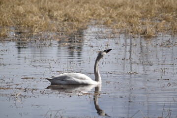 Swan