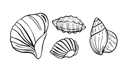 Sea shell