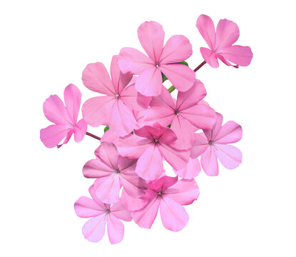 White plumbago or Cape leadwort flowers. Close up pink-purple small flowers bouquet isolated on transparent background.	