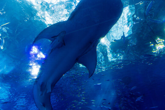 오키나와 츄라우미 수족관 ChuraumiAquarium