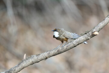 The white-throated laughingthrush (Pterorhinus albogularis) is a species of passerine bird in the family Leiothrichidae. This photo was taken in India.
