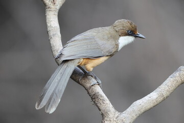 The white-throated laughingthrush (Pterorhinus albogularis) is a species of passerine bird in the family Leiothrichidae. This photo was taken in India.