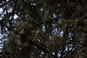 Squirrel in Tree