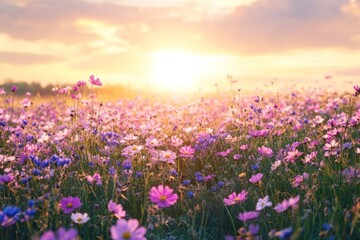 Obraz premium Cosmos Field at Sunset: A picturesque landscape of vibrant cosmos flowers basks in the golden light of sunset, creating a dreamy, romantic, and scenic moment.
