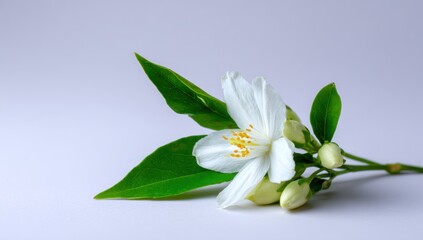 Fototapeta premium Delicate white jasmine flower with yellow pistils, nestled among vibrant green leaves, rests against a soft, light background. A sense of fresh, floral simplicity