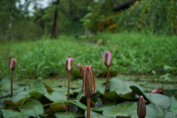 Free photo of outdoors, petals, reflection, growth, blooming, natural beauty,