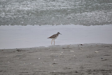 Yellowlegs