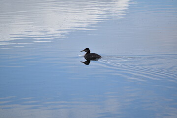 Grebe
