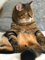 Vertical photo. The cat sits and looks away.