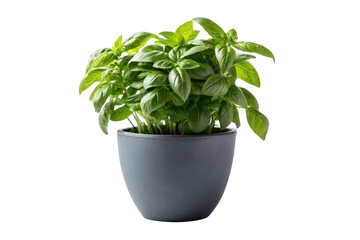 Naklejka premium Green basil plant in a gray pot isolated on transparent background