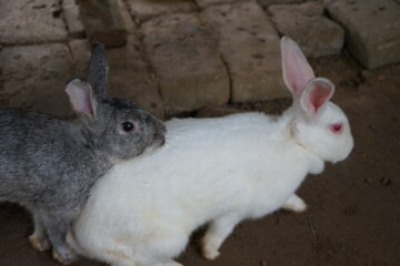 white rabbit on a black background