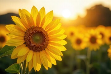 Obraz premium A vibrant sunflower basks in the golden sunlight, its petals radiating warmth and joy The rich colors and textures create a feeling of summer energy and natural beauty , macro, texture, shadow