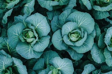 Fototapeta premium Cabbage Close-up: A top-down view showcases two fresh, vibrant cabbage heads, their intricate textures and organic shapes illuminated by natural light, a testament to nature's artistry.
